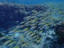 School of yellowfin goatfish Minerva Reef